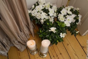 Nagyvirágú Gardenia (Gardenia jasminoides)