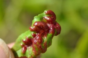 Hűvős, esős idő: támad a tafrina