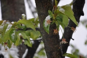 Továbbra sincs azonnali fagykárveszély!