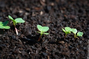 Mikor lehet tavasszal veteményezni? Itt a válasz!