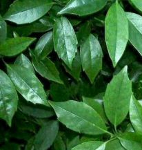 Krizantém: ha ezekre figyelsz, tele lesz virággal