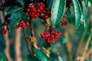 Japán babérsom (Aucuba japonica)