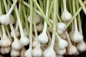 Veszélyben a hazai fokhagyma?