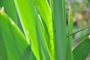 Álhernyó sereg pusztítja a nőszirmot