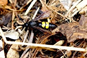 Ne féljünk, ne üldözzük az ártalmatlan tőrösdarazsakat!