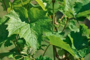 Alaposan nézzük át a szőlőleveleket: van-e olajfolt?