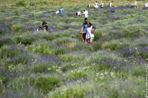 Kezdődhet a levendulaszüret! Levendula szedd magad 2020