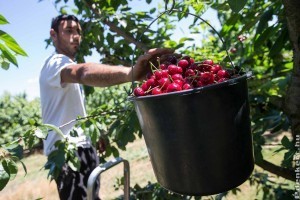 Kezdődik a cseresznyeszezon