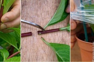 Ezeket a növényeket szaporíthatod egyszerűen dugvánnyal