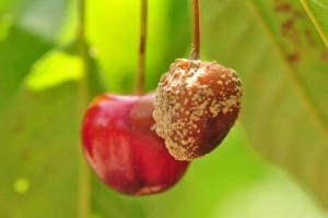 Aszályos időben a járványokat megúszhatjuk