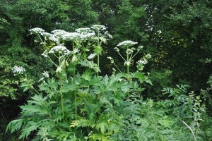 Újabb növényellenség? Országszerte gondot okozhat a medvetalp
