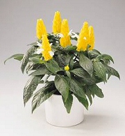 Krizantém: ha ezekre figyelsz, tele lesz virággal