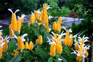 Sárga nyalókavirág (Pachystachys lutea)