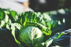 Földibolha ellen: ezek a természetes módszerek a legjobbak