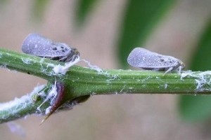 Júliusi növényvédelmi előrejelzés