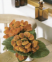 Krizantém: ha ezekre figyelsz, tele lesz virággal