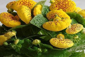 Pompás papucsvirág (Calceolaria herbeohybrida)