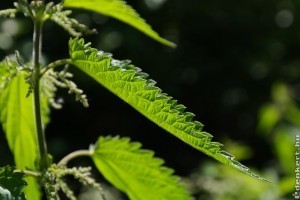 Csalán: a méltatlanul mellőzött növény