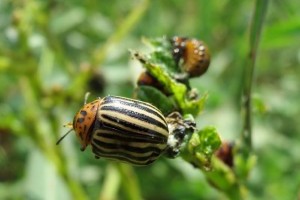 Már a burgonyabogár sem a régi?