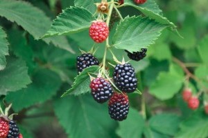 Megjelent a piacokon a szeder