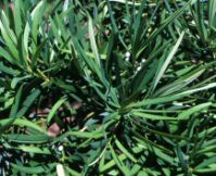 Krizantém: ha ezekre figyelsz, tele lesz virággal