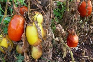 Életre kelnek a gombák a sok csapadéktól