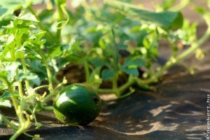 Sárgadinnye termesztése: ezek a trükkjei!