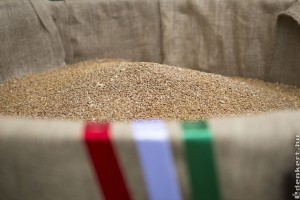 A gombatoxinok veszélyei - egy újabb összeesküvés elmélet?