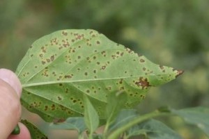 Semmisítsük meg a fertőzött növényi részeket!