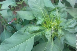 Védjük meg a paprikát az atkáktól