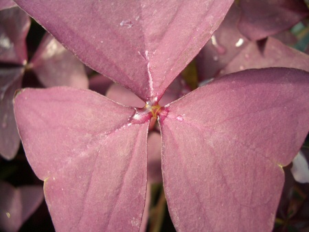 Krizantém: ha ezekre figyelsz, tele lesz virággal