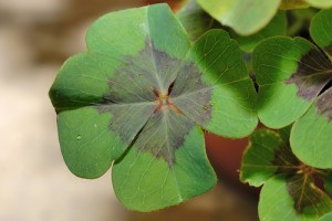 Szerencsehere (Oxalis deppei)