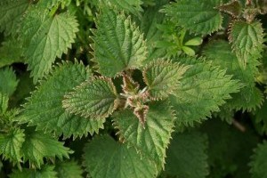 Alternatív növényvédelmi hatóanyagok környezettudatos termelőknek