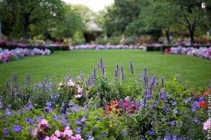 3-4 évente időszerű az évelőágyak őszi megfiatalítása