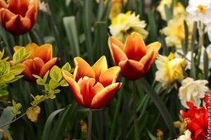 Hagymások ültetése: milyen mélyre kell ültetni a tulipánt, a nárciszt?