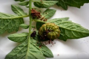 Hernyó a paprikában, paradicsomban? Így védekezhetsz ellene