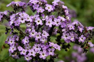 Tavasztól-őszig illatozik a vaníliavirág a balkonon