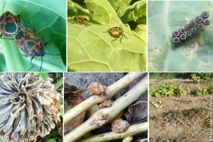 Maradt még néhány őszi növényvédelmi tennivaló