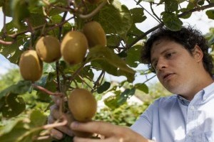 Szőlőültetvényből kivifarm a dél-zalai dombokon