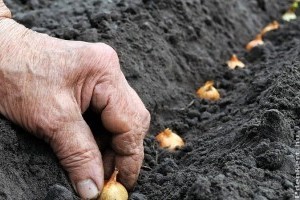 Ezeket a zöldségeket vesd el ősszel!