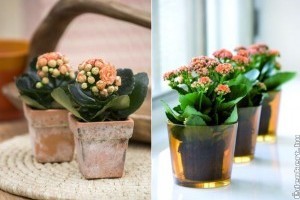 Sötétzárkába a korallvirággal