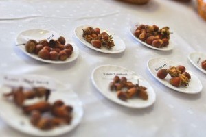 Felkerülünk Európa mogyoró térképére