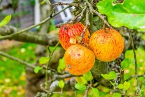 Talajmenti fagyok jönnek a héten