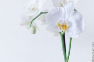 Apró trükkök, hogyan gondozzuk jól az orchideát