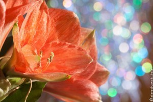 Így borul virágba az amarillisz karácsonyra! Mutatjuk