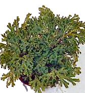 Krizantém: ha ezekre figyelsz, tele lesz virággal