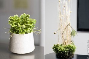 Így gondozd a Martens csipkeharasztot (Selaginella martensii)!