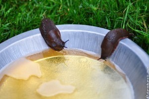 Sör, só és mustármag - 3 egyszerű anyag a kertészek szolgálatában