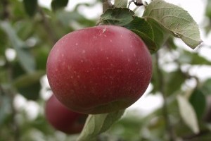 A fekete tányéralma lett az év gyümölcsfajtája