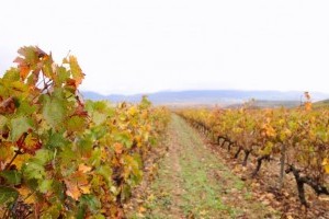 Növény-egészségügyi zárlatot rendeltek el Pécsen a szőlő aranyszínű sárgasága miatt